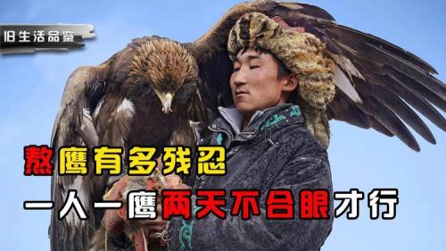 熬鹰最后会把鹰放了吗