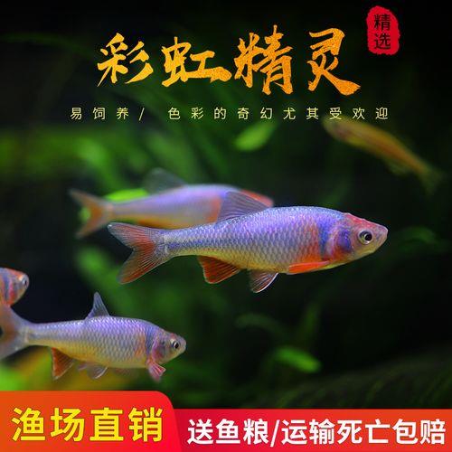 卢伦真小鲤吃什么