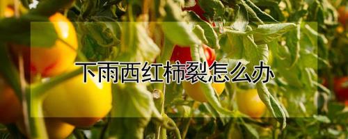 西红柿掐枝以后下雨了怎么补救