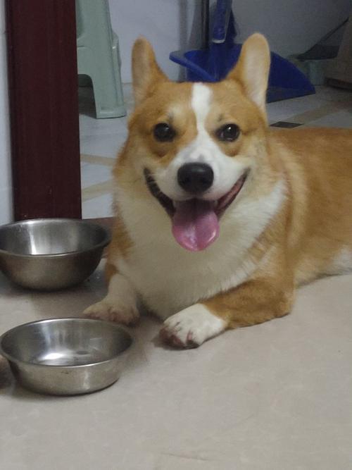 什么动物眼袋大