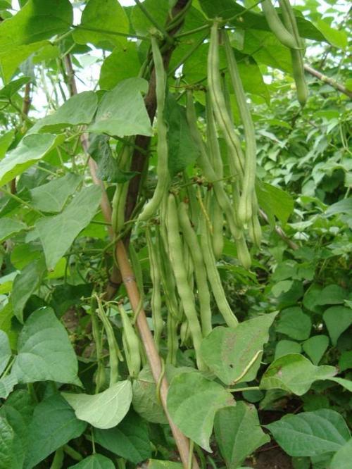 种豆角怎样使用生根粉