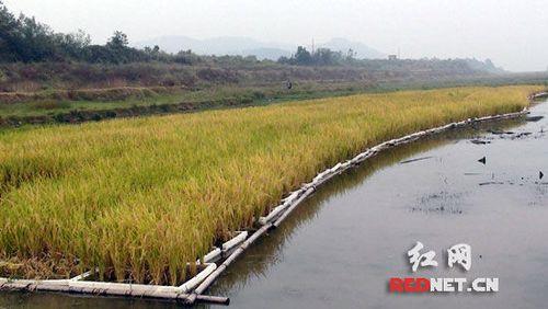 水上浮床种水稻影响鱼