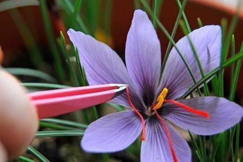 藏红花开花后可以不挖出来吗