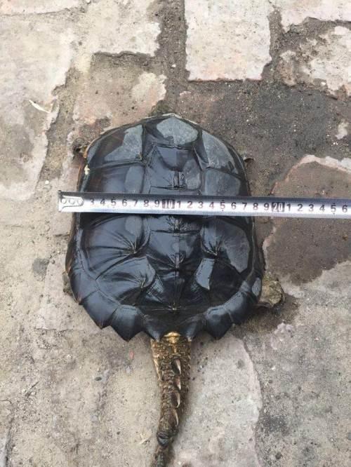 黄金鳄龟应该出现在什么地方