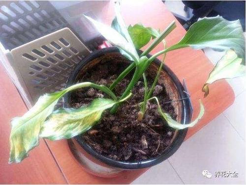 水养姜花怎么花蔫了