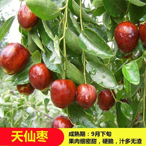 广东广州种枣能结果吗