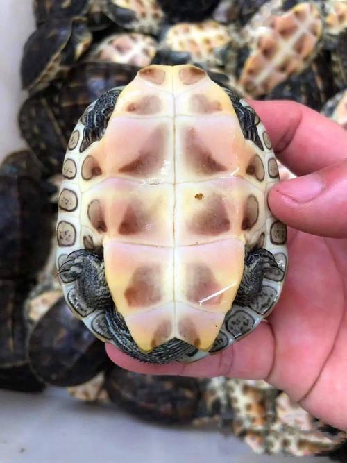 中华花龟孵化全过程