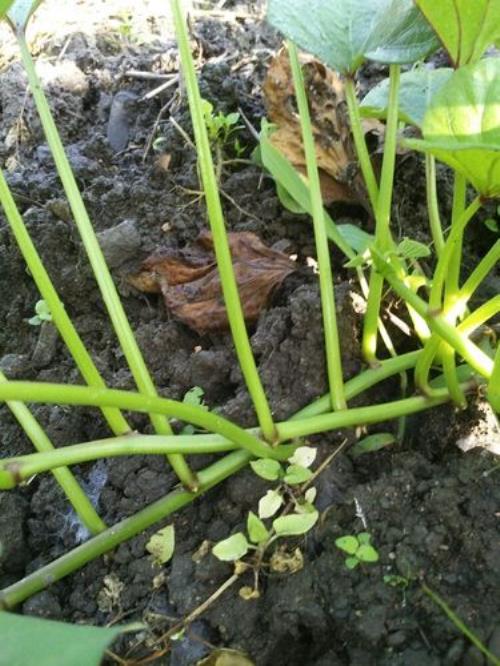 植物的茎内有许多什么
