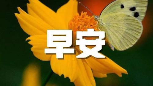 领导给我发早安该怎么回复