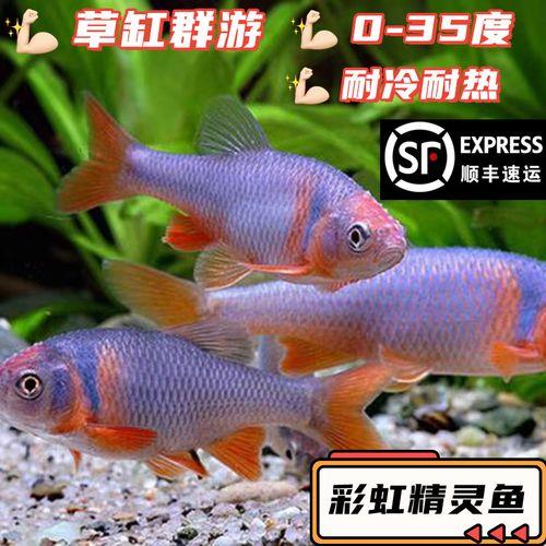 卢纶真小鲤多久成年