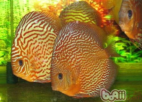 七彩神仙灯照多长时间合适