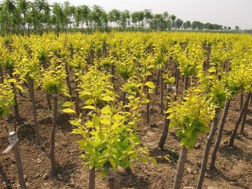 榆树苗什么季节栽