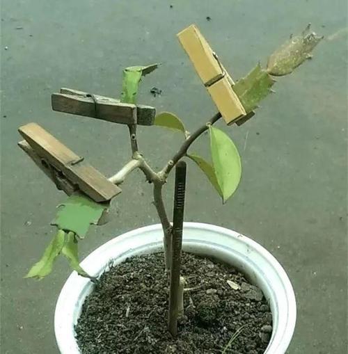 叶仙用深盆还是浅盆栽
