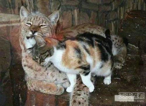 湛江动物园有猫吗