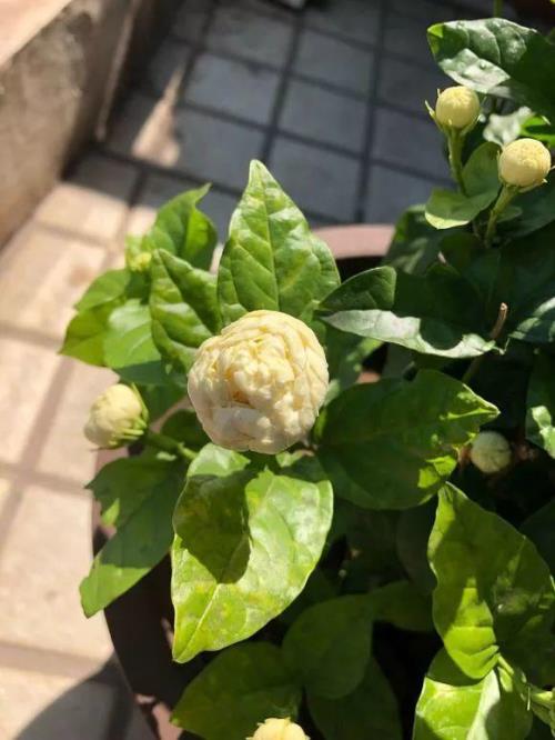 茉莉花一天晒几个小时太阳