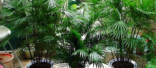 散尾葵出新芽后一直不长