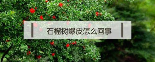 石榴皮不光滑是什么原因