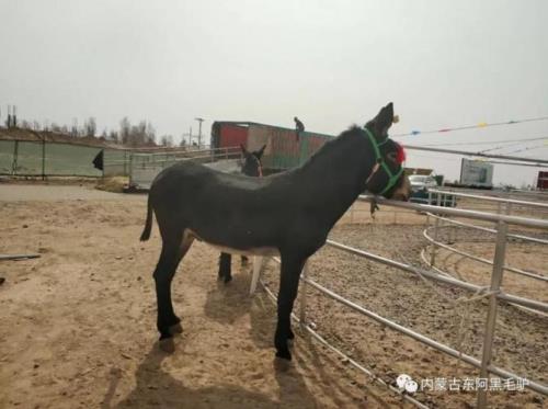 公驴长得快还是母驴
