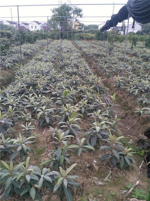白玉枇杷种植技术