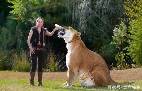 独居种族有什么