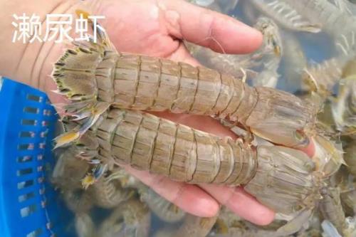 盐田虾与淡水虾的区别