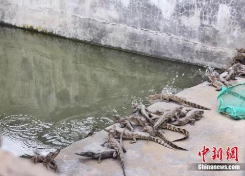为什么北方不建议养暹罗鳄