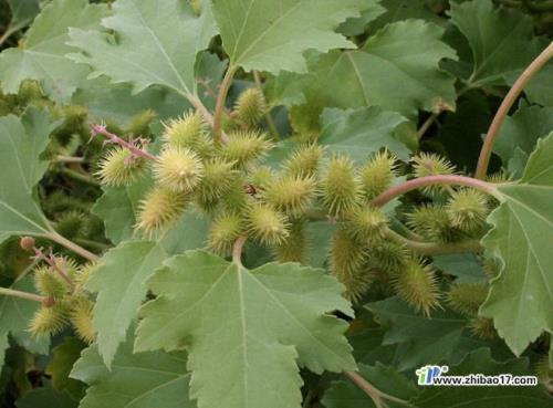 苍耳长在什么地方