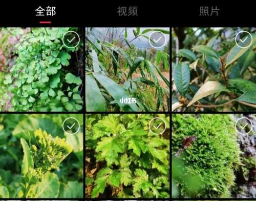 苹果手机拍照变成绿色怎么办