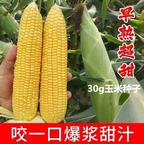 中农108麦种