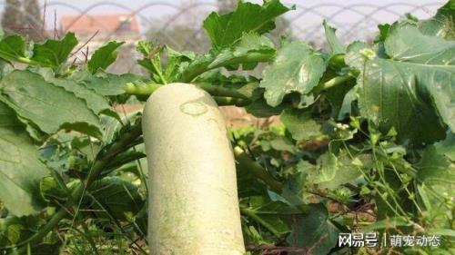 冬储萝卜长毛了怎么办