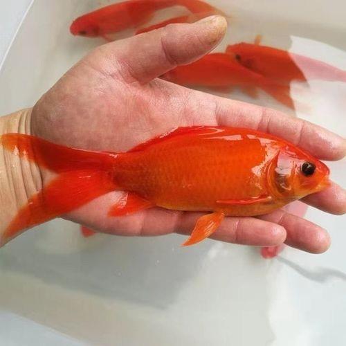 淡水贝壳能和金鱼养在一起吗