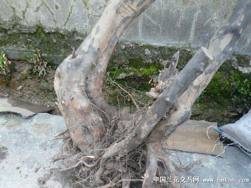 雀梅9月份可以挖吗
