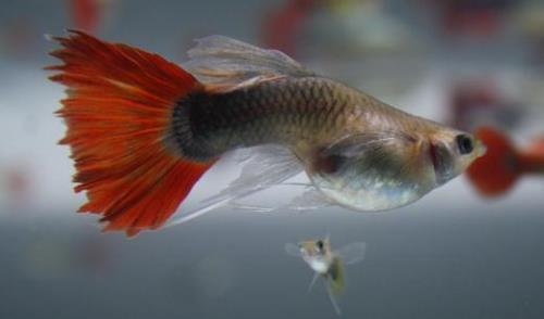 孔雀鱼缸水pH低于62怎么办