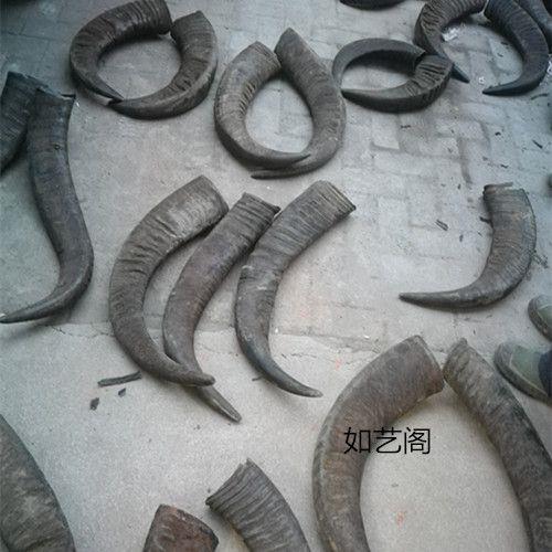 问牛角为什么是空心的