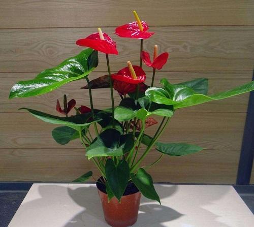 红烛花什么时候可以移栽