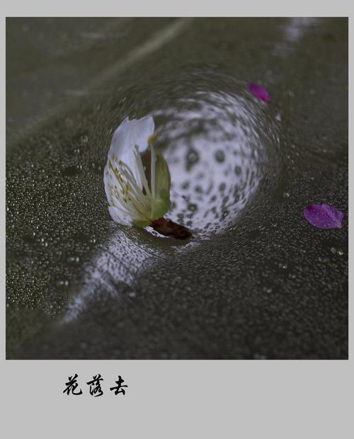 风吹来花落去是什么歌