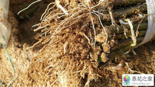 植物泡完生根粉多久栽种