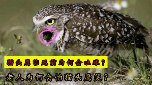 猫头鹰博士遇到了什么困难