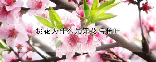 为什么桃树是先开花，后发芽