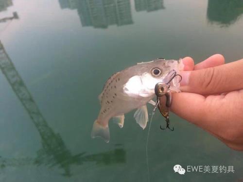 软饵能钓白条吗