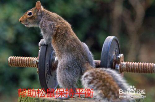 松鼠尾巴多久炸毛