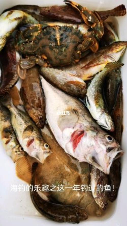 海钓黄角腊露钩尖对鱼有影响吗