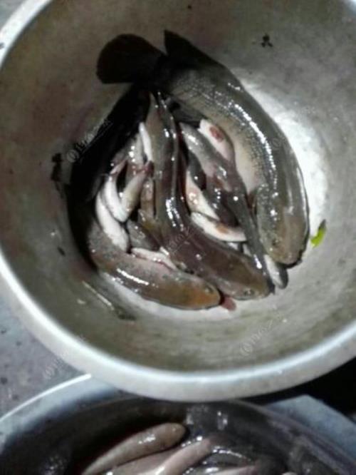 七星鱼胆子小怎么办