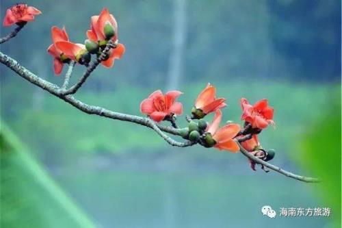 东北有木棉花吗