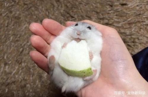 仓鼠能吃橙子皮吗