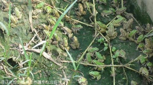 一亩地能养多少青蛙