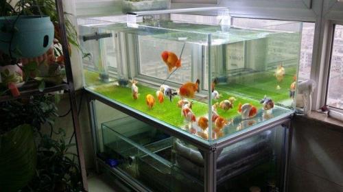 80底滤鱼缸适合养什么中型鱼