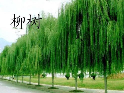 描写柳树的句子一年级