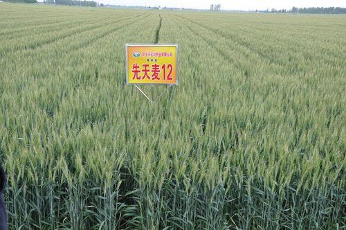 百农418关中多少天成熟