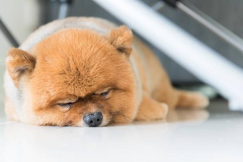 请问:哪些动物睡觉不闭眼睛